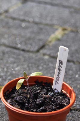 Tomato Plant Seedling. Image courtesy of Simon Howden / FreeDigitalPhotos.net