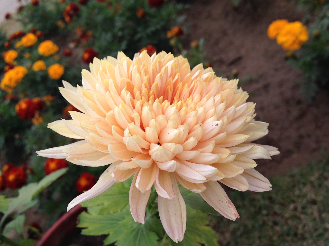 Beautiful Chrysanthemum. Image by Satdeep Gill